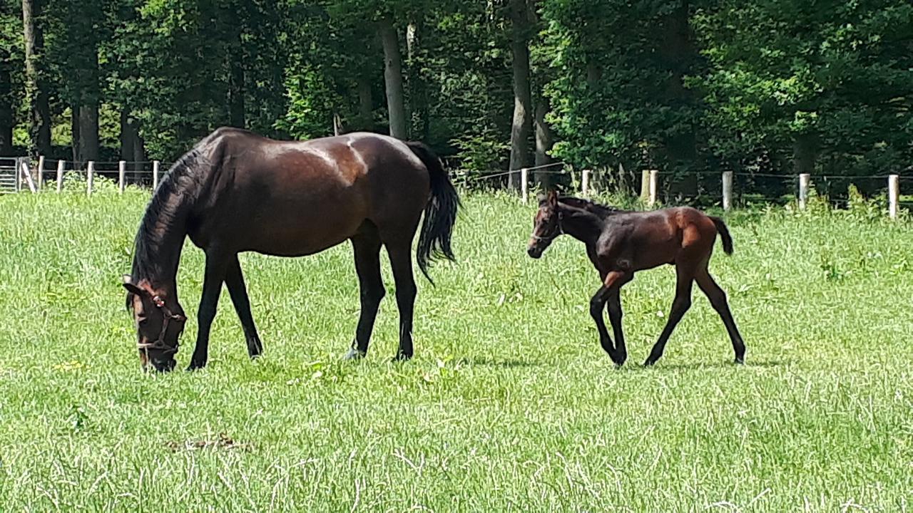 Landgoedhoeve Vosbergen Frühstückspension Heerde